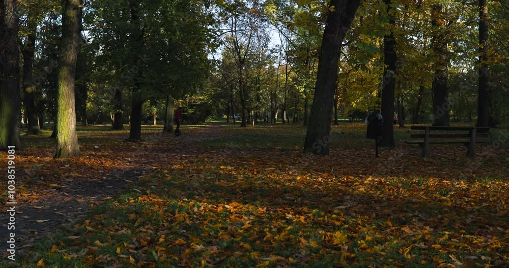 A boy riding a unicycle, a woman on a bicycle and a dog running through an autumn park full of colorful leaves, the sun breaking through the trees, slow motion
