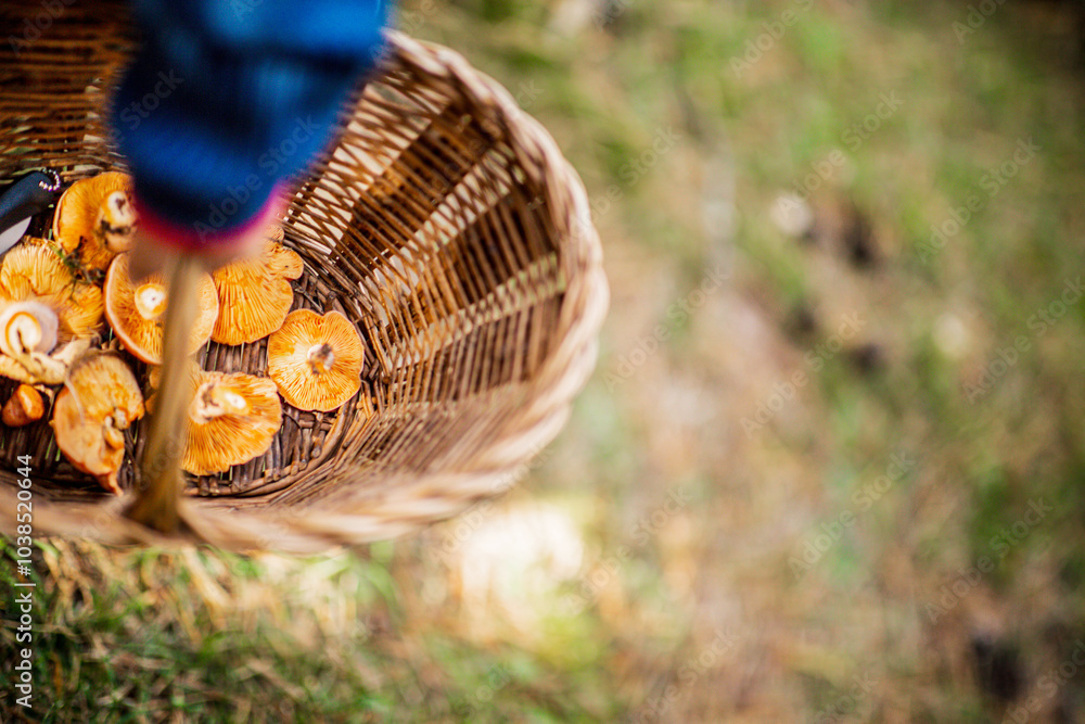 Fototapeta premium Wicker basket filled with freshly picked mushrooms in the forest