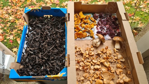 Une belle cueillette de champignons (girolles, chanterelles, pieds de mouton, trompettes de la mort, cèpes de Bordeaux et petits violets) photo