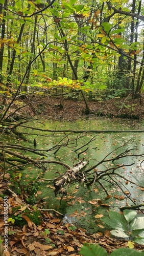 Paysage de molières dans une forêt de la vallée de Chevreuse à l'automne photo