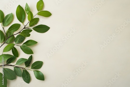 green leaves on white background