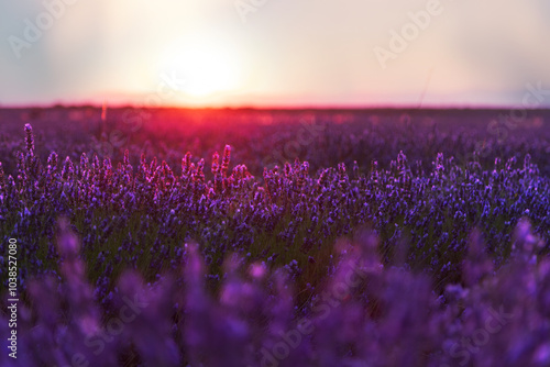 Beautiful landscape of a field of lavender at sunset.