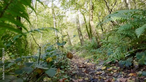 A peaceful journey floating along a sun-dappled woodland path, where sunlight filters through moss-covered trees, and the rustling leaves create a serene, natural escape. NO AUDIO.