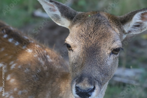 close-up of a young fallow deer's head looking at the camera