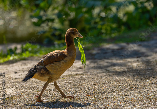 A young Nile goose walks proudly with a green leaf in its beak, the background is blurred and greenish.
