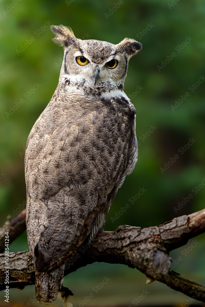 Obraz premium Great horned owl on branch