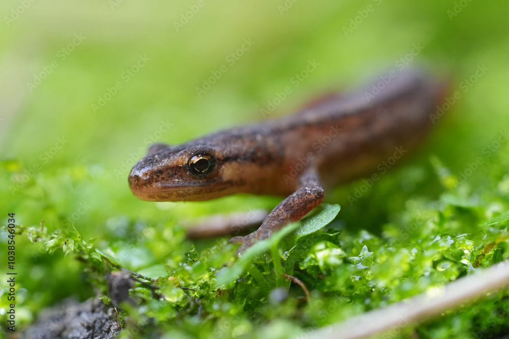 Fototapeta premium Closeup on a juvenile male European smooth newt, Lissotirton vulgaris on green moss