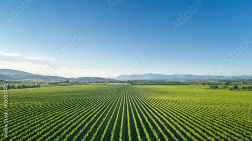Wallpaper Mural Lush green vineyards under a clear blue sky Torontodigital.ca
