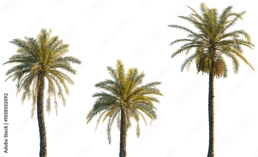 Obraz premium Phoenix dactylifera date palm frontal isolated png on a transparent background premium cutout