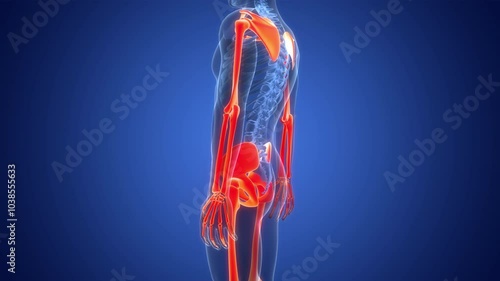 Human Skeleton System Appendicular Skeleton Bone Joints Anatomy Animation Concept photo