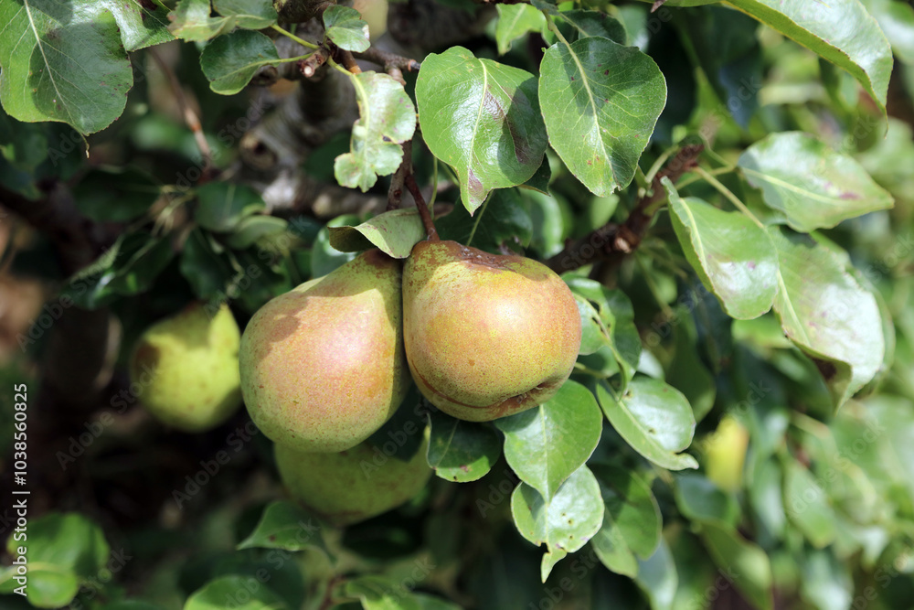 Macro image of two ripe pears, Suffolk England
Macro image of two ripe pears, Suffolk England