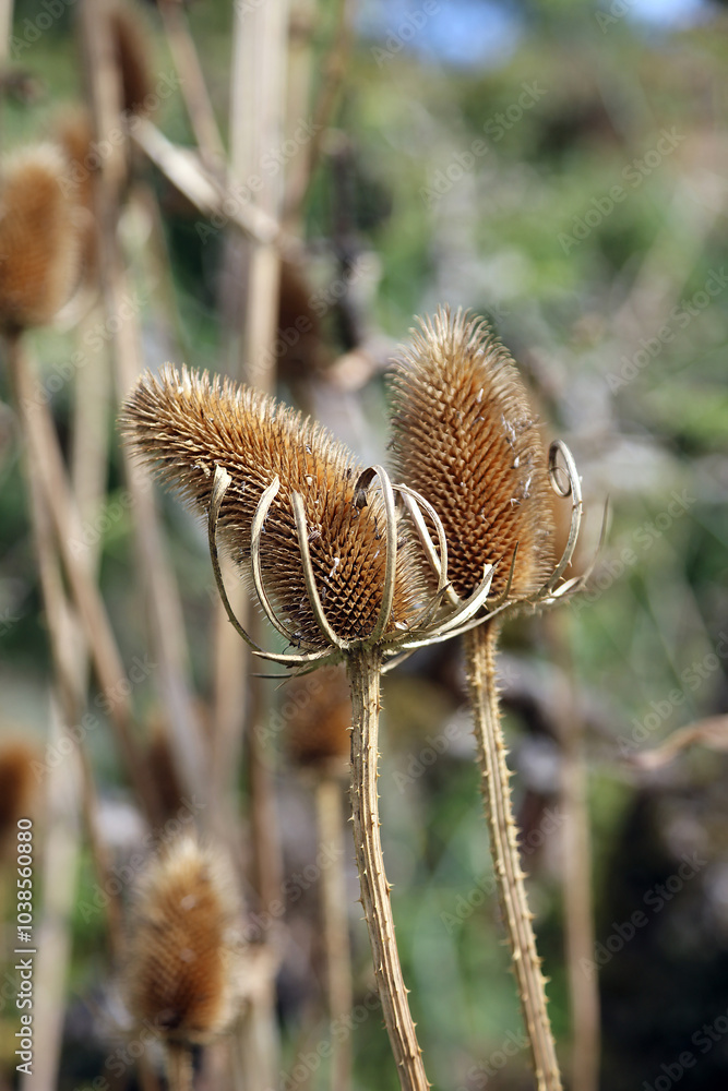 Macro image of two Teasels, Suffolk England
Macro image of two Teasels, Suffolk England