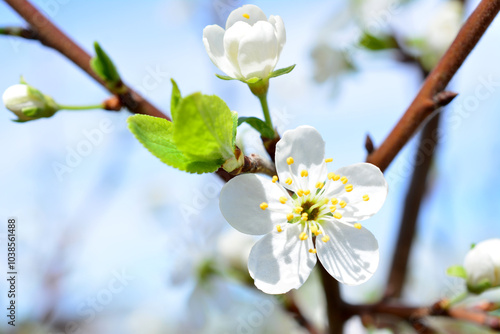 Foto a close up of a plum tree with a white flower on it