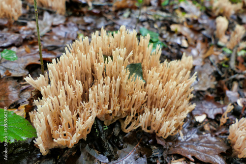 Ramaria stricta aka Strict Branch Coral growing through the autumn leaves in a forest setting 