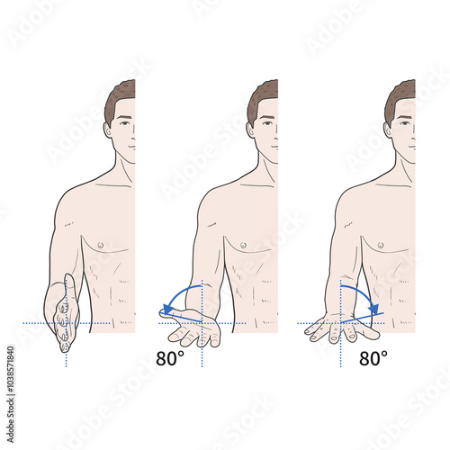 팔꿈치 관절 정상 운동 범위 일러스트