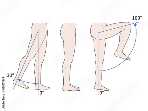 고관절 관절 정상 운동 범위 일러스트