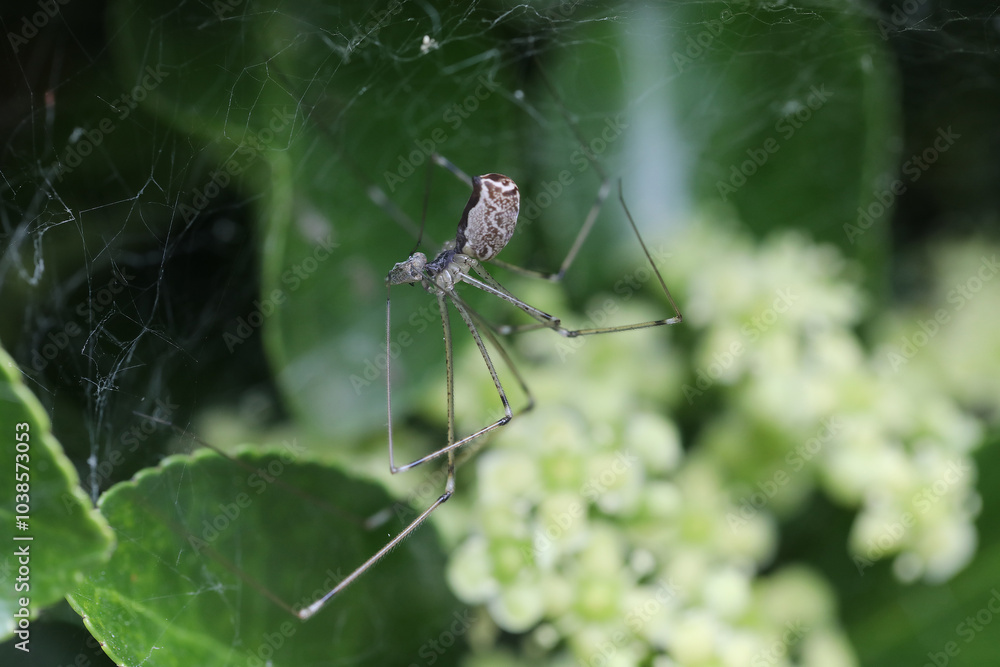 Araignée dans les fusains (marbled cellar spider), Holocnemus pluchei Araignée dans les fusains (marbled cellar spider), Holocnemus pluchei