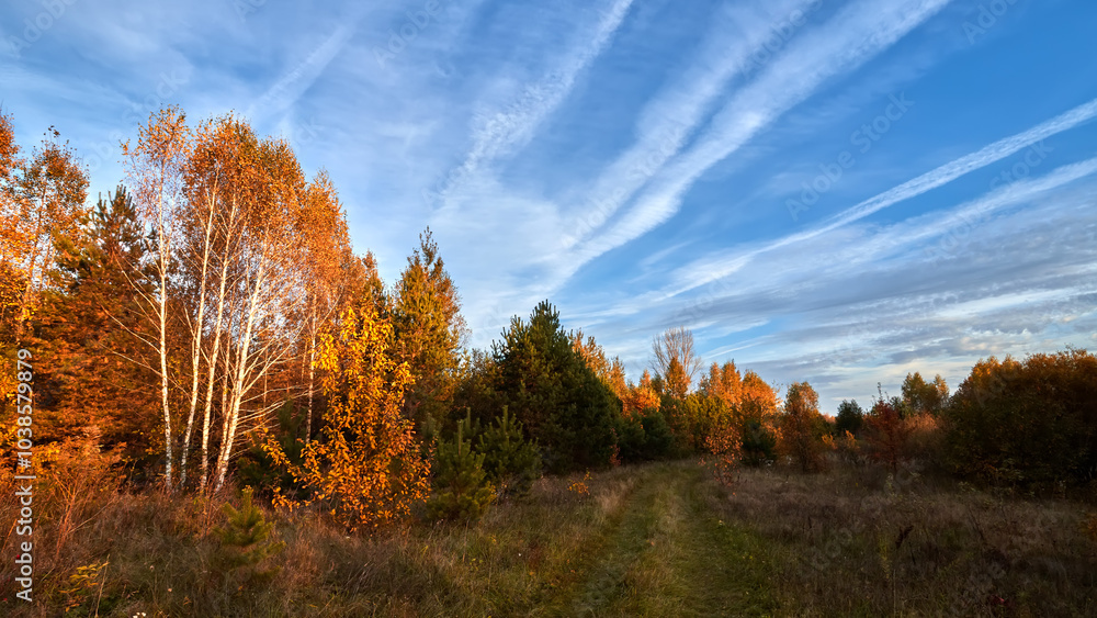 Fototapeta premium Autumn forest landscape. Gold color tree, red orange foliage in fall park. Nature change scene. Yellow wood in scenic scenery. Sun in blue sky. Panorama of a sunny day, wide banner, panoramic view.
