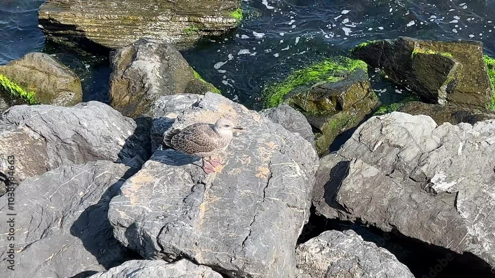 Sea -edge seagulls on the rocks, close -up. Sea -edge seagulls on the rocks, close -up.