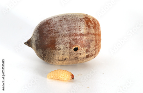 Close-up of an acorn weevil (Curculio sp.) larva found in Ohio.  Behind it is the oak acorn showing the hole in the acorn where the larva emerged. 