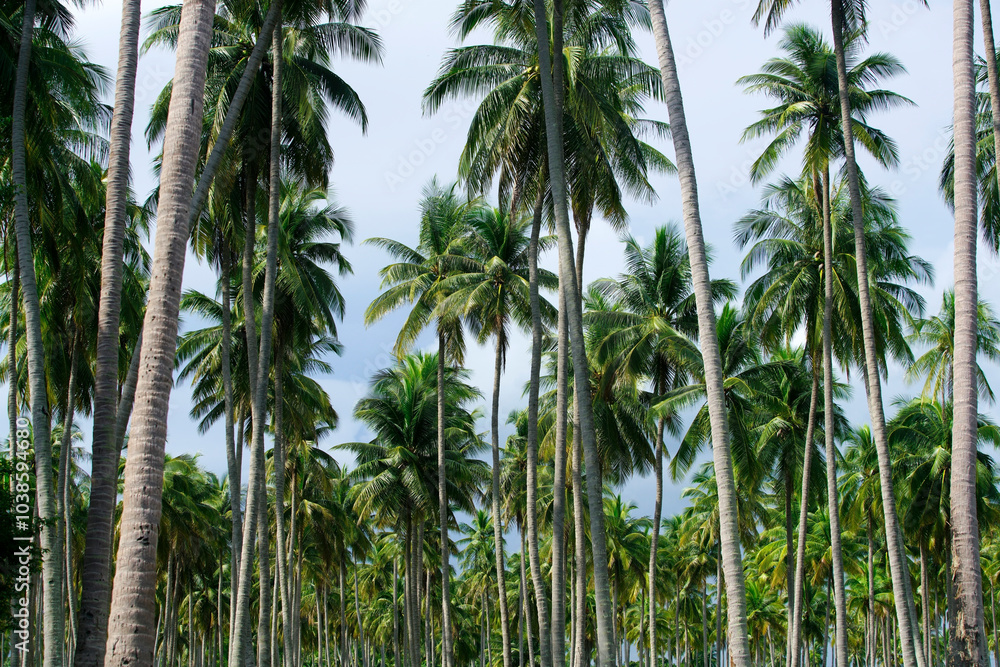 Lush Tropical Coconut Palm Tree Landscape Under Cloudy Sky Lush Tropical Coconut Palm Tree Landscape Under Cloudy Sky