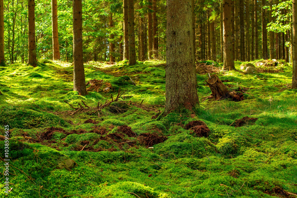 Fototapeta premium path in the forest