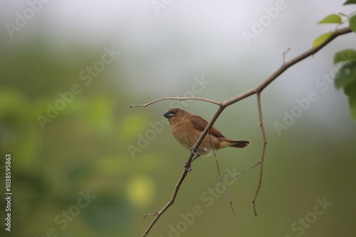 Scaly Breasted Munia photo