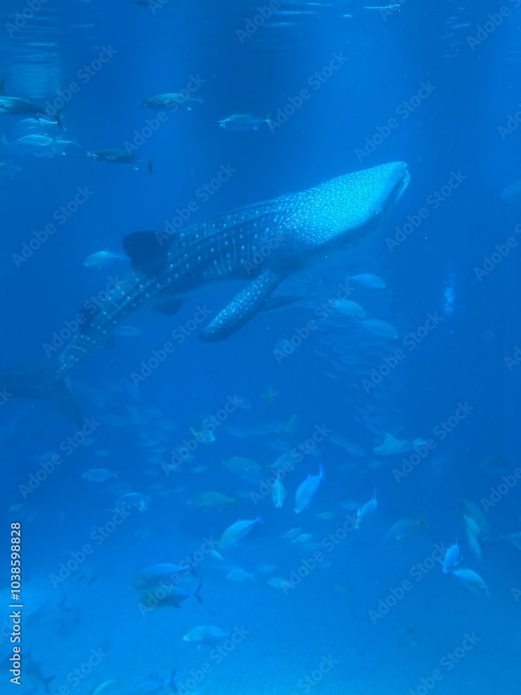 Fototapeta premium Aquarium in Osaka Japan