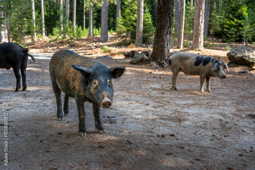 Wild boars roaming freely in Corsica