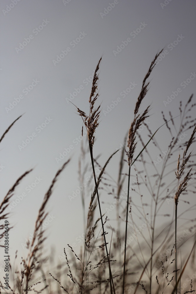 Obraz premium reeds in the sunset