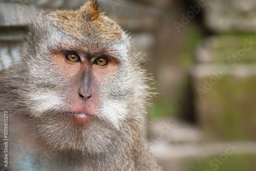 Photos Full-face portrait of an adult male crab-eating macaque (Macaca fascicularis), a