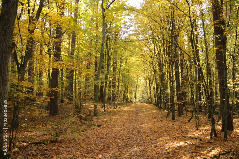 Obraz premium Jesienna aleja w Puszczy Kampinoskiej