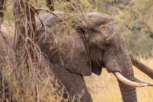 Wallpaper Mural Elefanten Torontodigital.ca