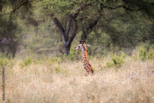 Wallpaper Mural Afrikanische Wildtiere Torontodigital.ca