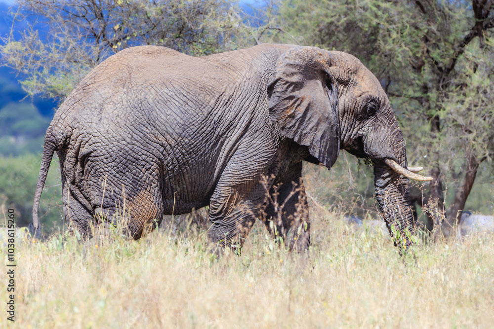 custom made wallpaper toronto digitalElefanten