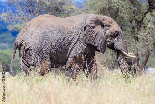 Wallpaper Mural Elefanten Torontodigital.ca