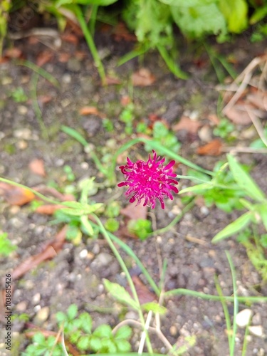 flower in the garden