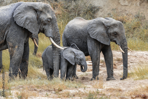 Wallpaper Mural Elefanten Torontodigital.ca