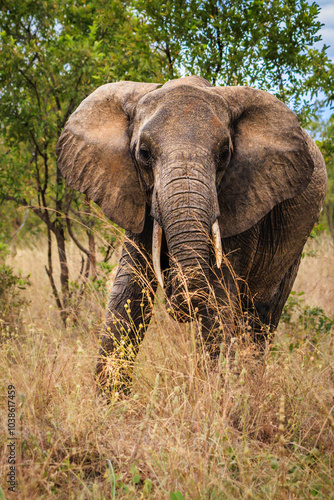Wallpaper Mural Elefanten Torontodigital.ca