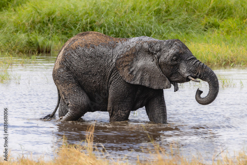 Wallpaper Mural Elefanten Torontodigital.ca