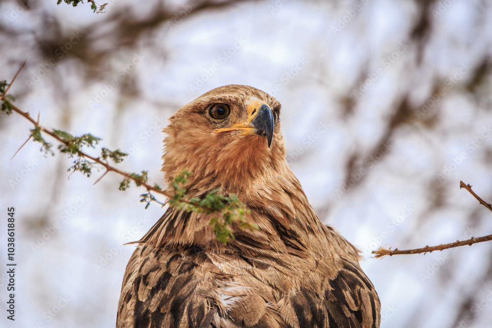 custom made wallpaper toronto digitalAfrikanische Wildtiere