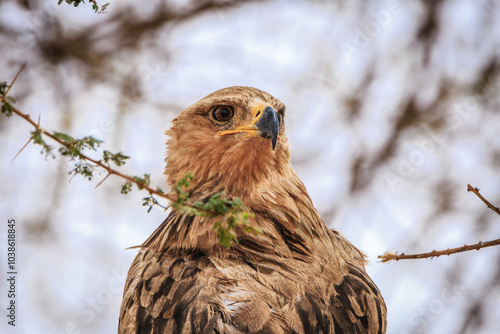 Wallpaper Mural Afrikanische Wildtiere Torontodigital.ca