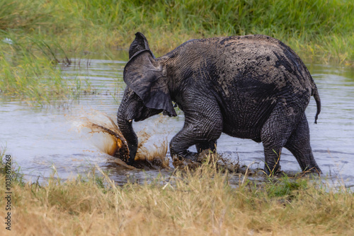 Wallpaper Mural Elefanten Torontodigital.ca