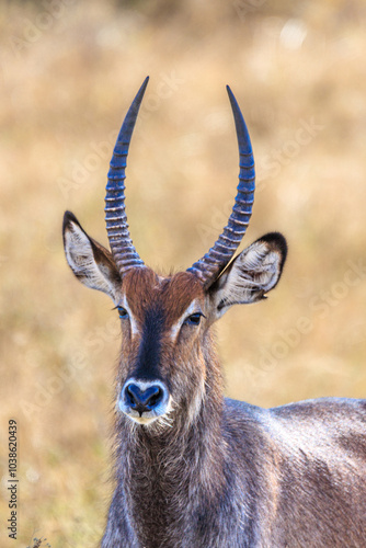 Wallpaper Mural Afrikanische Wildtiere Torontodigital.ca