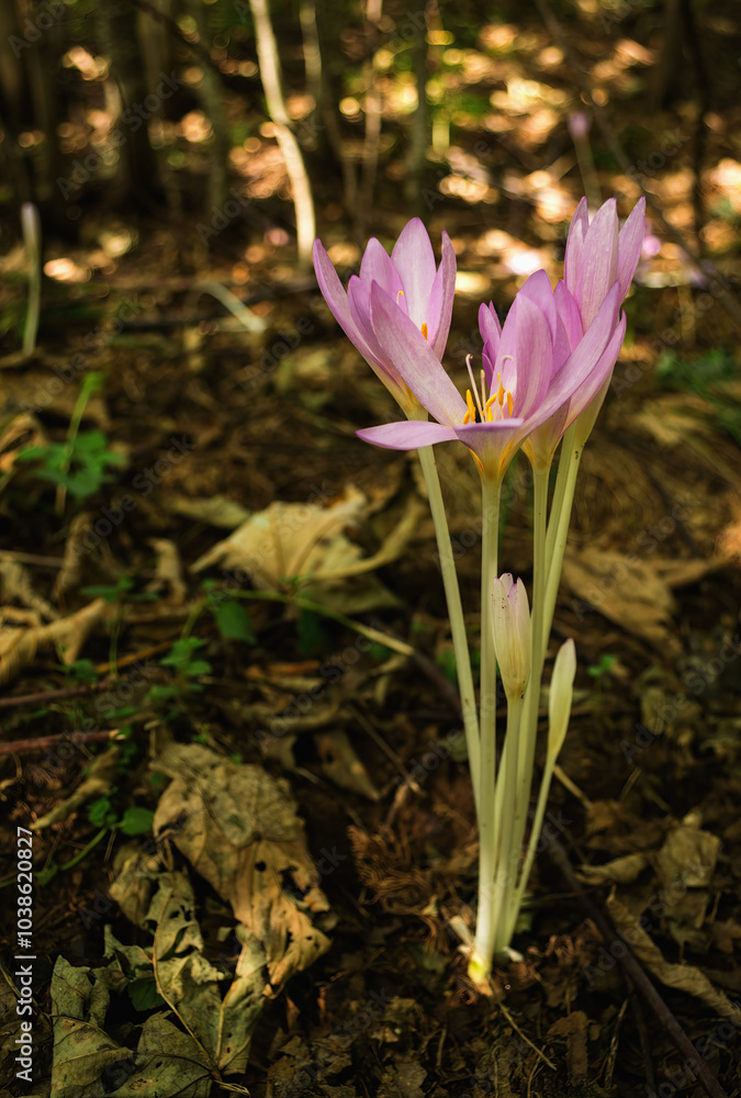 Close-up of purple crocus flowers on field Close-up of purple crocus flowers on field