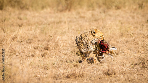 Wallpaper Mural Afrikanische Wildtiere Torontodigital.ca