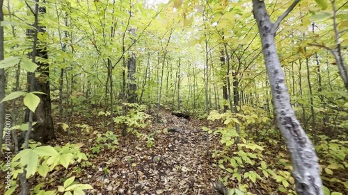 Forest Path Covered with Autumn Leaves