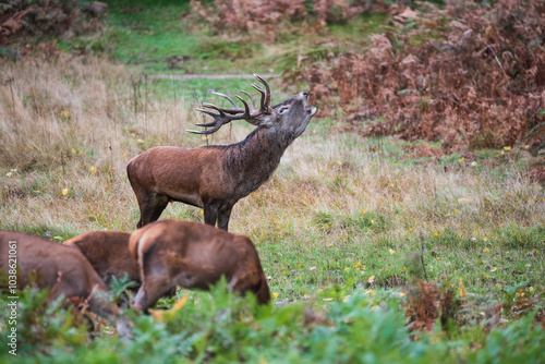 Beautiful image of red deer stag and does Cervus Elaphus in Autumn Fall during rut mating season