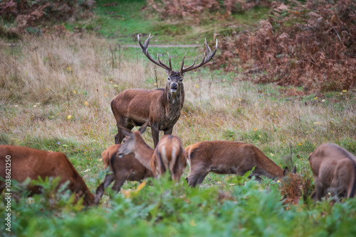 Foto Beautiful image of red deer stag and does Cervus Elaphus in Autumn Fall during r