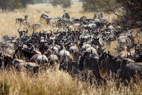 Wallpaper Mural Wildebeest gathering (3) Torontodigital.ca
